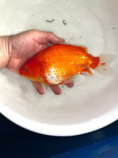 ミロク和金2