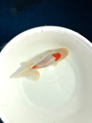 ジャンボオランダ獅子頭2