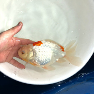 ジャンボオランダ獅子頭2