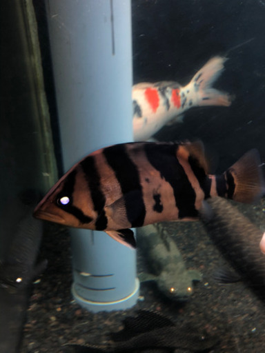 ダトニオ リアルバンド