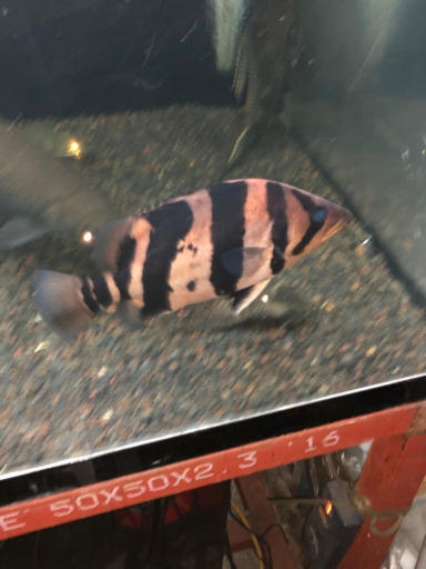 ダトニオ リアルバンド