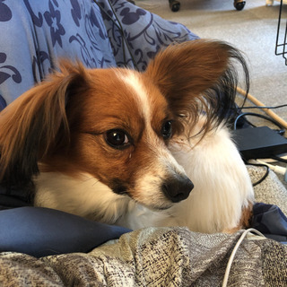 犬友募集