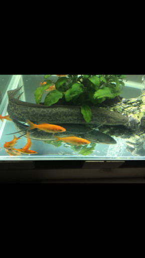 魚  肺魚  エチオピクス