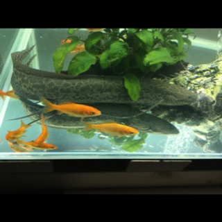 魚  肺魚  エチオピクス