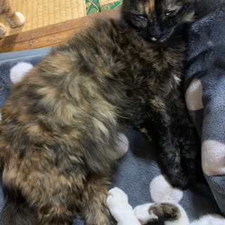 長毛サビ猫ちゃん − 鹿児島県