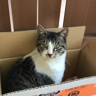 まだ1歳前後のオス猫