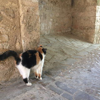 フランス語、興味ありませんか？の画像