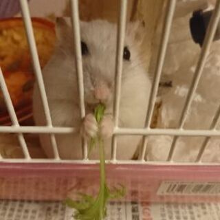 ランチもしくは飲みに行きませんか