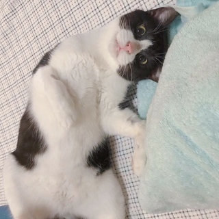 黒白ハチワレ♂１才