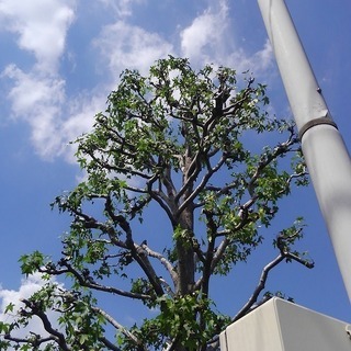 植木屋さん・庭師さん・造園業者さんの協力業者さん・施工パートナーさん募集！(松戸市・柏市近郊) - 剪定/造園