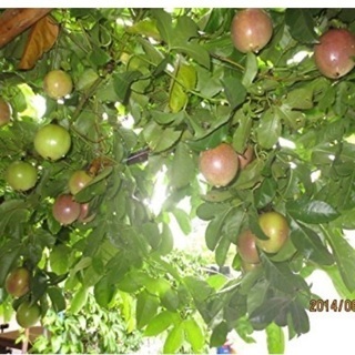 パッションフルーツの木の画像