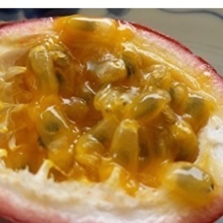 パッションフルーツの木の画像