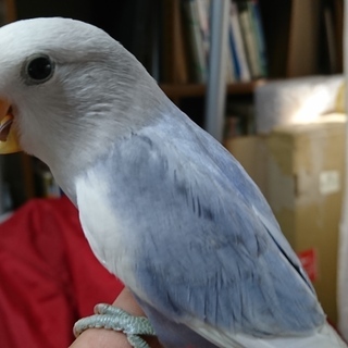 コザクラインコ　ペア　　里親募集　　