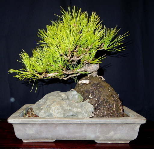 赤松石付き　盆栽　高さ48cm　取りに来れる方大歓迎　自社配送も可 黒松