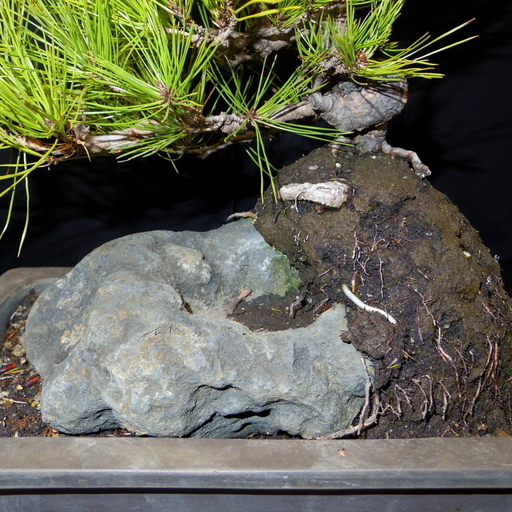 赤松石付き　盆栽　高さ48cm　取りに来れる方大歓迎　自社配送も可 黒松