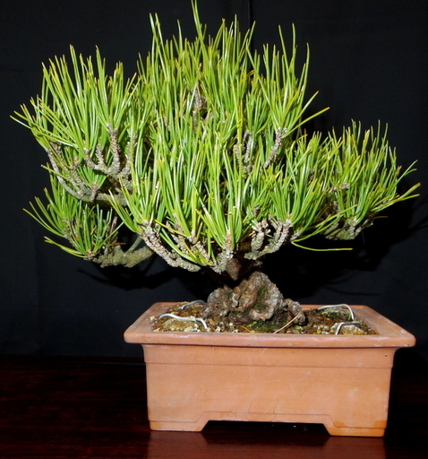 黒松　盆栽　高さ24cm　取りに来れる方大歓迎　自社配送も可