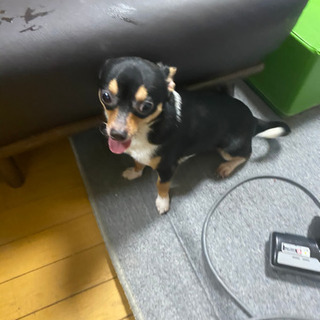 チワワ2019年3月生まれ