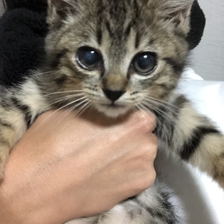 子猫の里親を募集しています（生後４ヶ月）