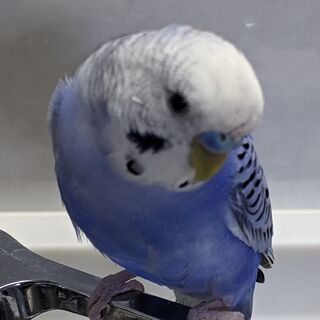 迷子のセキセイインコを探しています