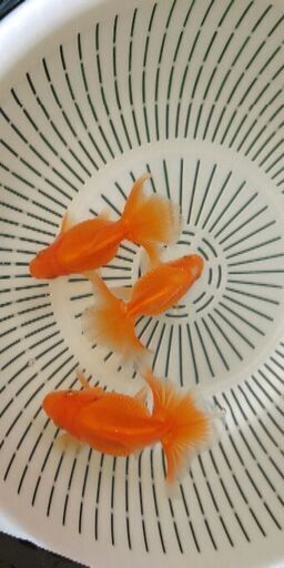 土佐錦の美 土佐錦魚(トサキン)の美 | 田中 國衛 |本 | 通販 | Amazon