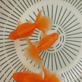 土佐錦魚土佐金明け2歳 1匹の値段です (naga) 尼崎のその他の