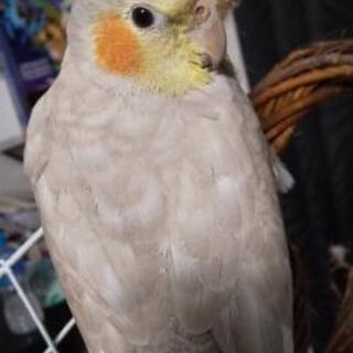 岡山市北区/オカメインコ迷子
