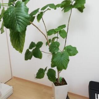 観葉植物 フィカス ウンベラータ 大型