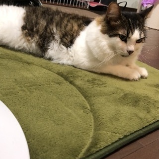 猫好きメンバー集まれ〜パート2