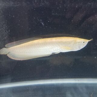 アロワナ