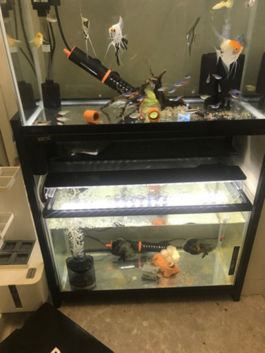 熱帯魚　値下げ