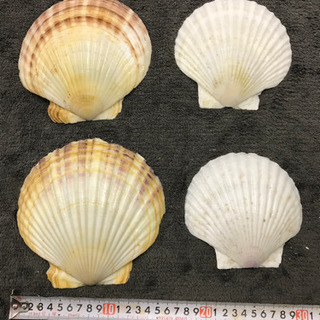ホタテ アワビ 巻き貝 ウニ 貝殻