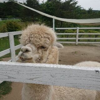 県央で犬友になりませんか?