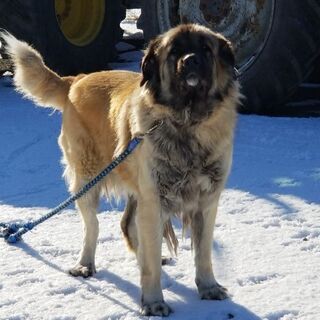 「再募集」大型犬の里親探してます