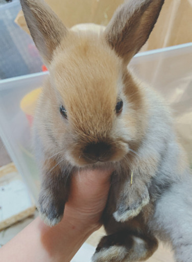 ロップイヤー様 ロップイヤー - 小動物 - ペット - Y!きっず図鑑