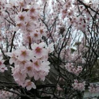 💕精神疾患者とその仲間達💝 - チャット