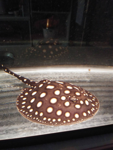 純血ダイヤモンドポルカ ♂