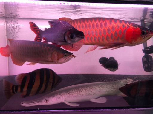 カラープロキロ約35cm