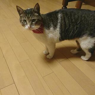 猫探してます横浜市青葉区