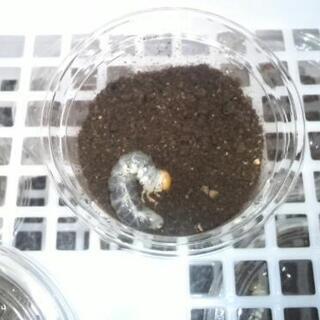 パラレルスネブトクワガタ幼虫②