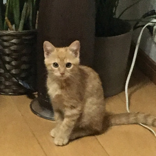 猫の保険教えて下さい