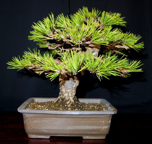 黒松 盆栽　高さ26cm 横幅30cm　取りに来れる方大歓迎　自社配送も可