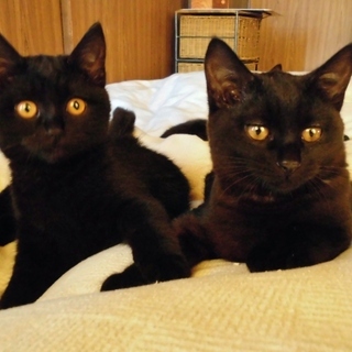 里親さま決定！　兄妹一緒に★自称黒猫界ＮＯ．１の美猫　ぶぅぶ♀　...