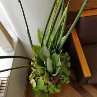 観葉植物（本物）