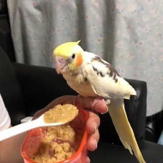 オカメインコが逃げてしまいました。