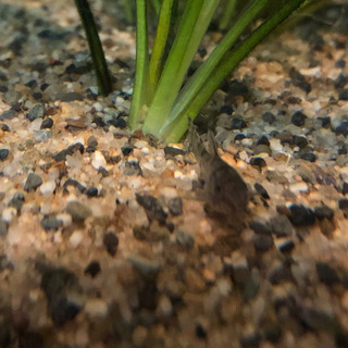 コリドラス 稚魚5匹 3名様