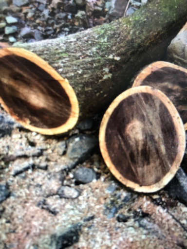 ケアキ直径30センチ以上から45センチ丸太