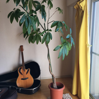 パキラ引き取っていただける方募集