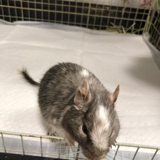 デグー♀母4歳 娘2歳×2  里親様募集