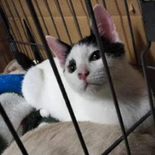 生後4～5ヶ月の子猫の里親さん募集‼️去勢手術済み。