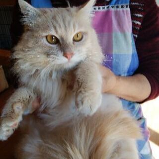 モフモフの甘えん坊さん